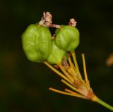 Belamcanda chinensis. Соплодие с незрелыми плодами. Израиль, Шарон, г. Герцлия, в культуре. 11.10.2013.