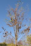 Robinia pseudoacacia. Крона плодоносящего дерева. Краснодарский край, Крымский р-н, долина реки Шибик, берег пруда. 11.11.2013.