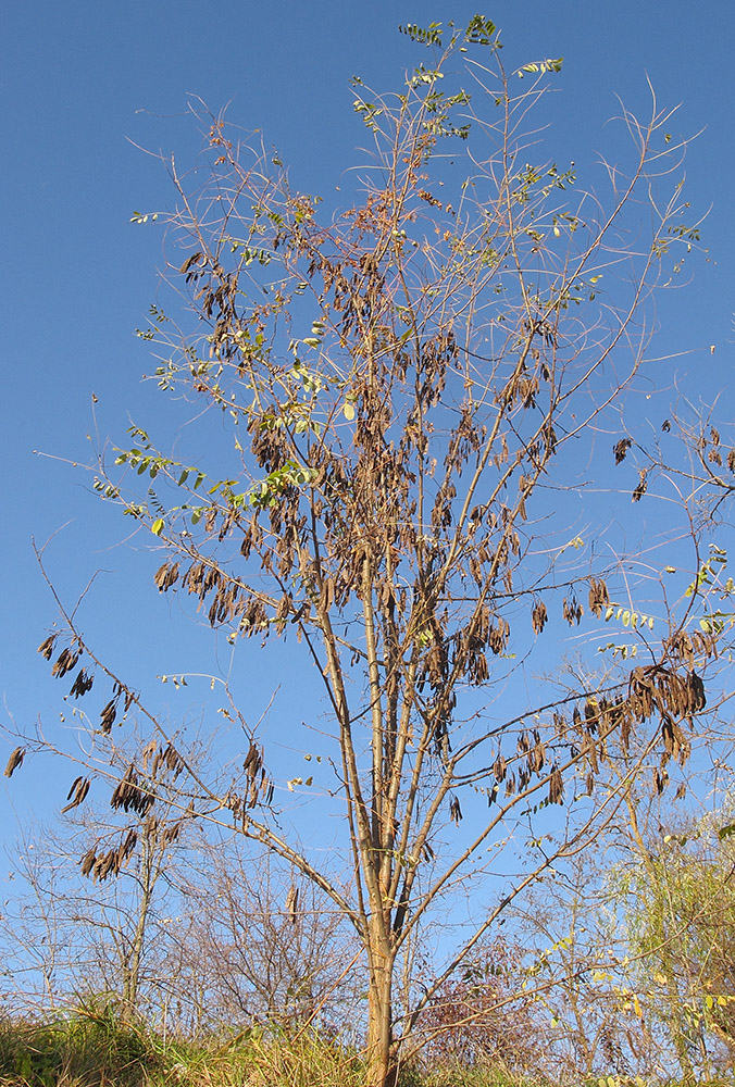 Image of Robinia pseudoacacia specimen.