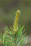 Pinus sylvestris