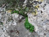 Смотреть изображение Umbilicus intermedius