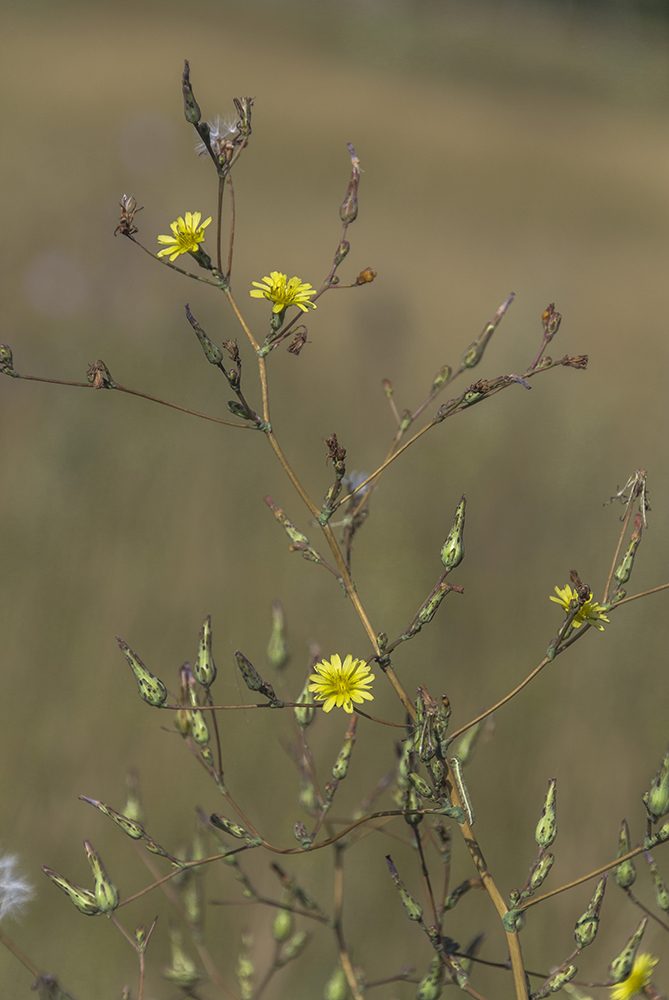 Изображение особи Lactuca serriola.