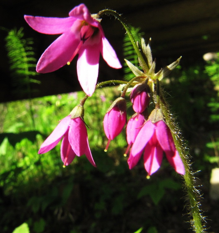 Image of Cortusa matthioli specimen.