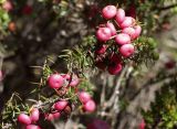 Leptecophylla juniperina. Верхушка ветви с плодами. Австралия, о. Тасмания, национальный парк \"Крэдл Маунтин\". 28.02.2009.