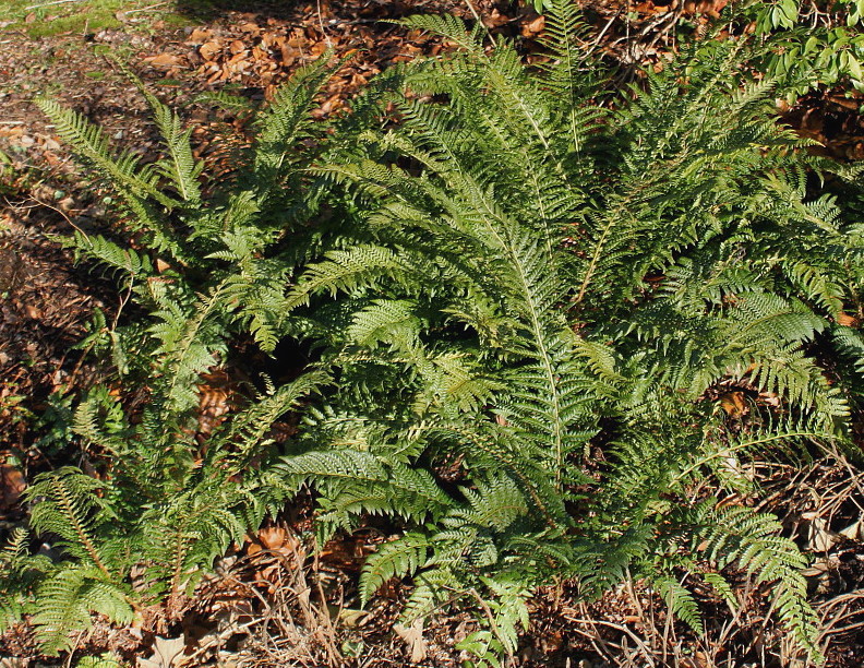 Image of Polystichum setiferum specimen.