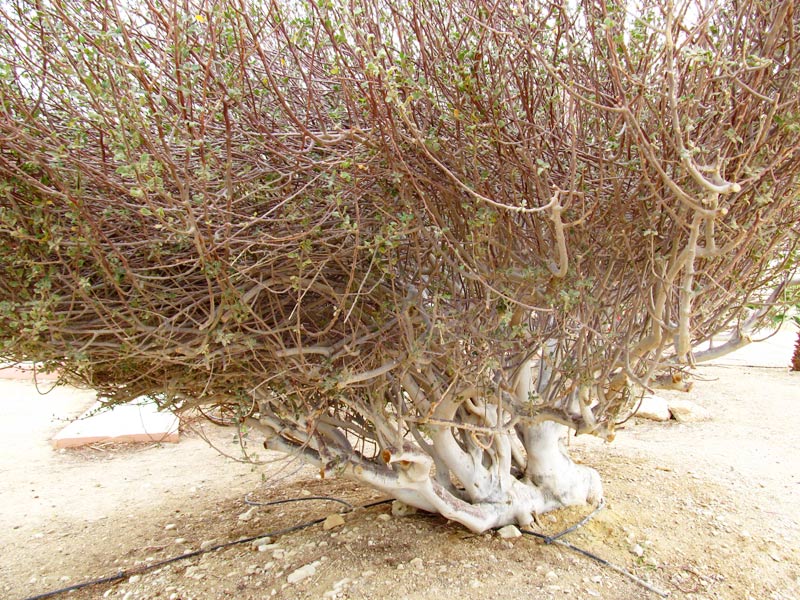 Image of familia Burseraceae specimen.