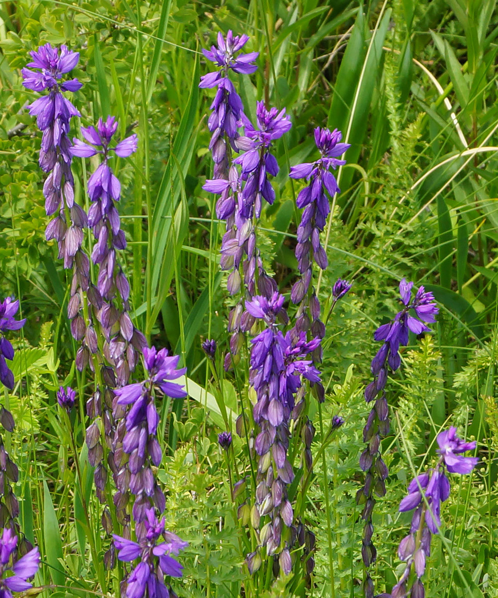 Image of Polygala comosa specimen.