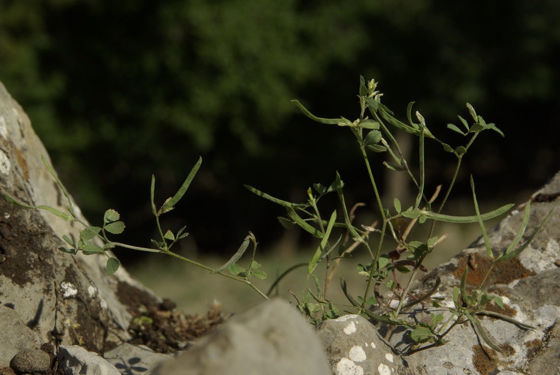 Image of Trigonella striata specimen.