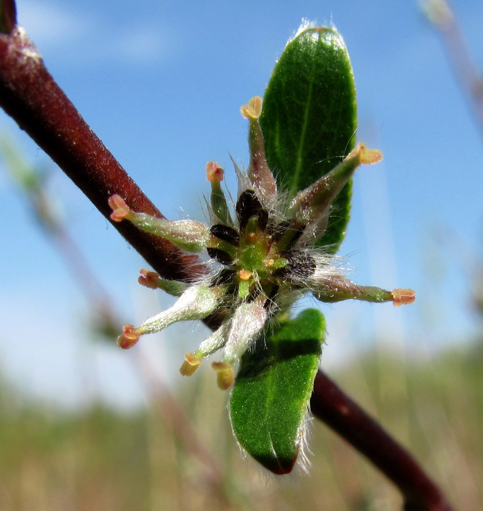 Image of Salix rosmarinifolia specimen.