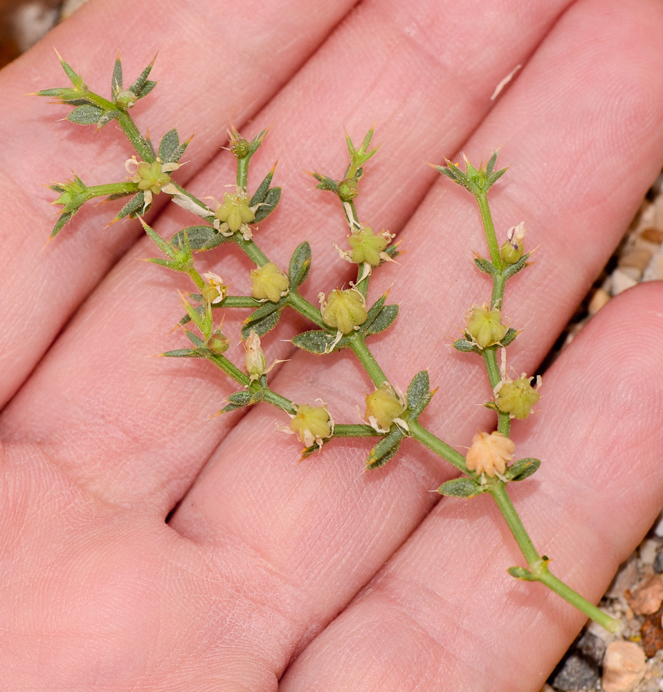 Image of Fagonia bruguieri specimen.