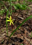 Gagea lutea. Цветущее растение с одним цветком. Архангельская обл., Приморский р-н, близ р. Ижма. 23.05.2014.