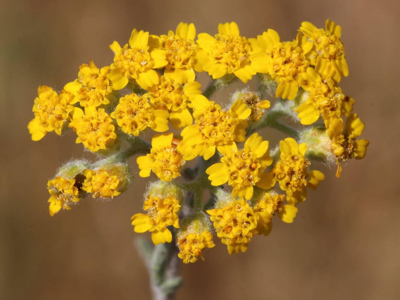 Image of Achillea leptophylla specimen.