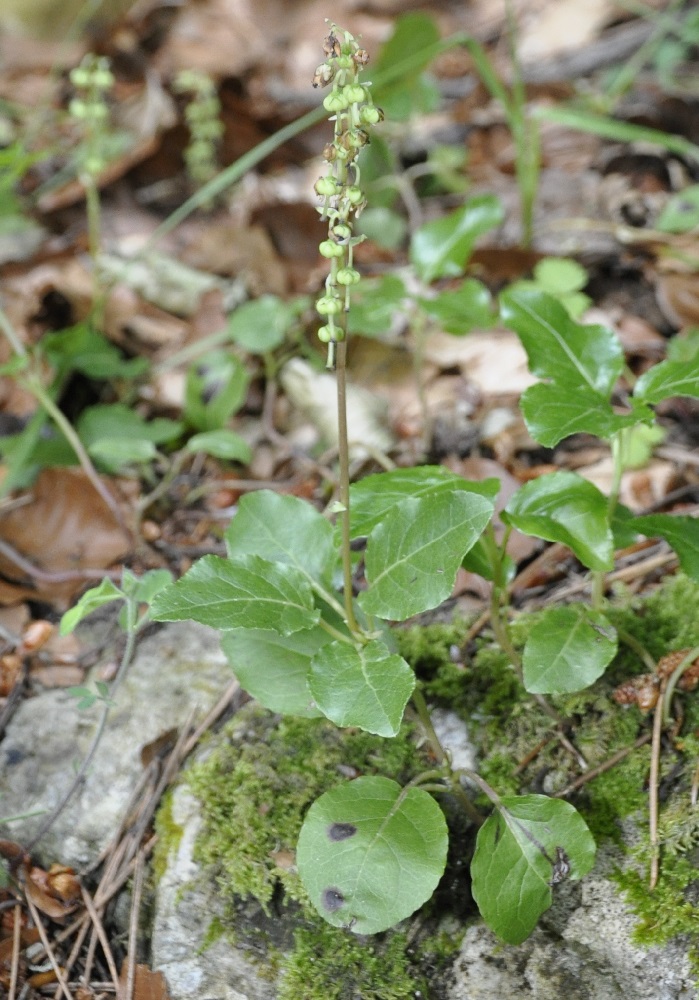 Изображение особи Orthilia secunda.