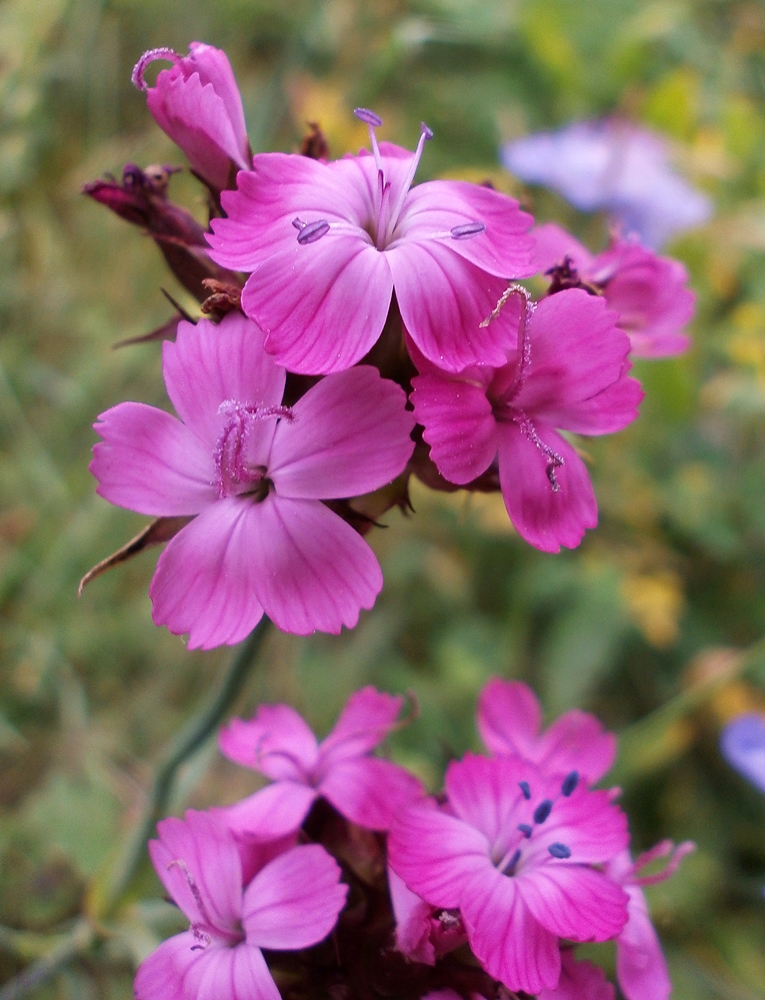 Image of Dianthus andrzejowskianus specimen.