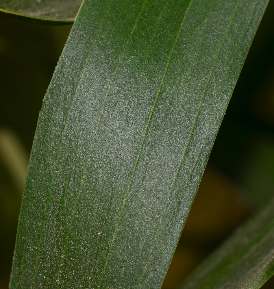 Image of Acacia melanoxylon specimen.