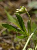 Anthyllis macrocephala