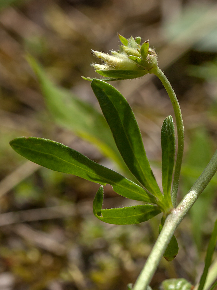 Image of Anthyllis macrocephala specimen.