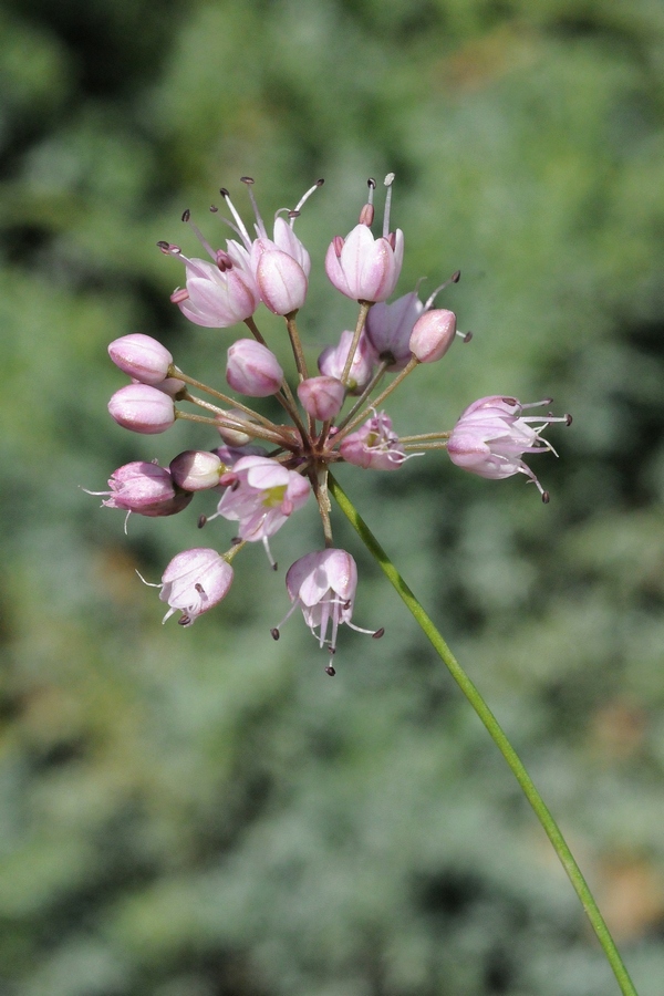 Изображение особи Allium gunibicum.