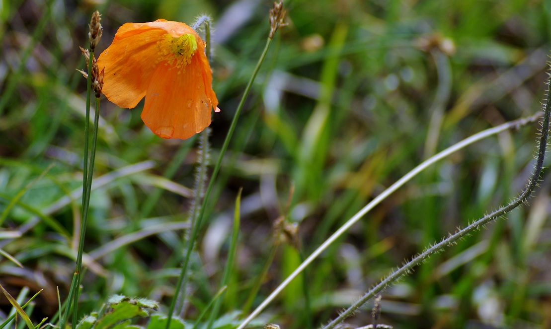 Image of Papaver croceum specimen.