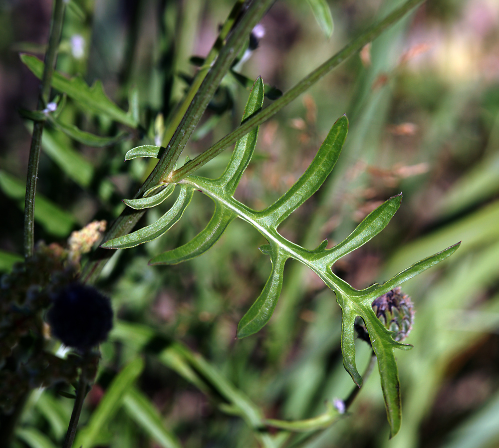 Изображение особи Centaurea scabiosa.