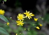 Lapsana grandiflora. Часть соцветия. Карачаево-Черкесия, окр. пос. Домбай, долина р. Алибек, опушка смешанного леса. 29.07.2014.