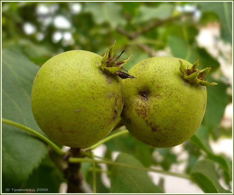 Изображение особи Pyrus ussuriensis.