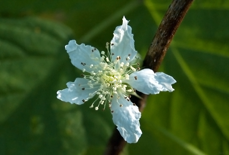 Изображение особи Rubus caesius.