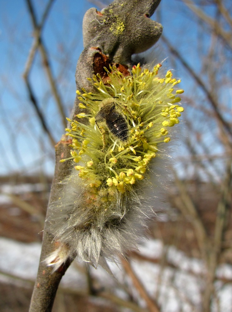 Image of Salix gmelinii specimen.