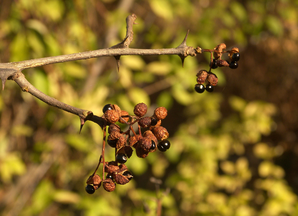 Image of Zanthoxylum schinifolium specimen.