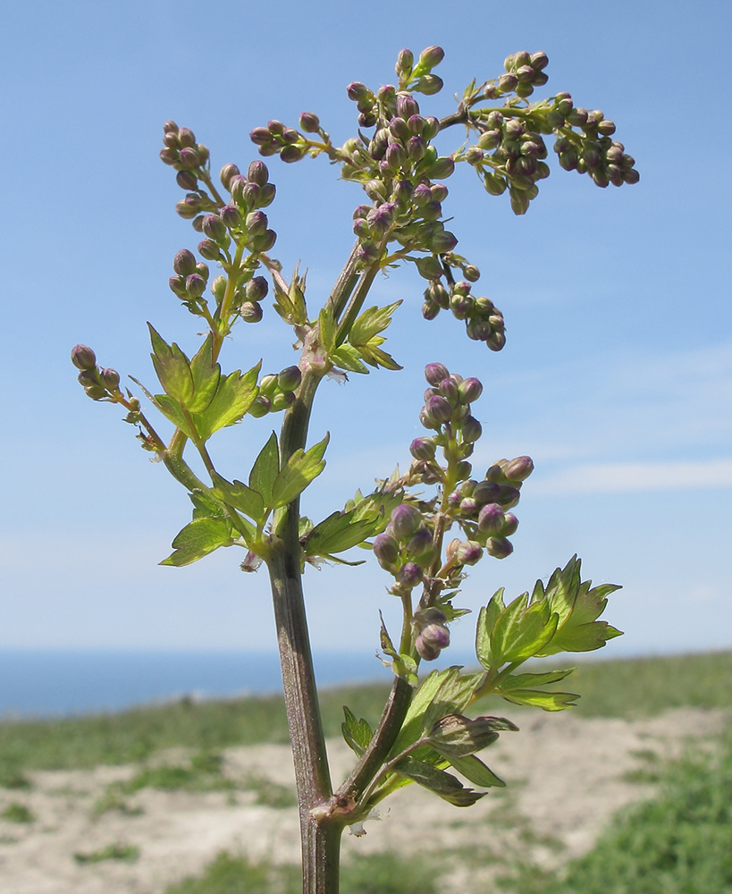 Изображение особи Thalictrum minus.