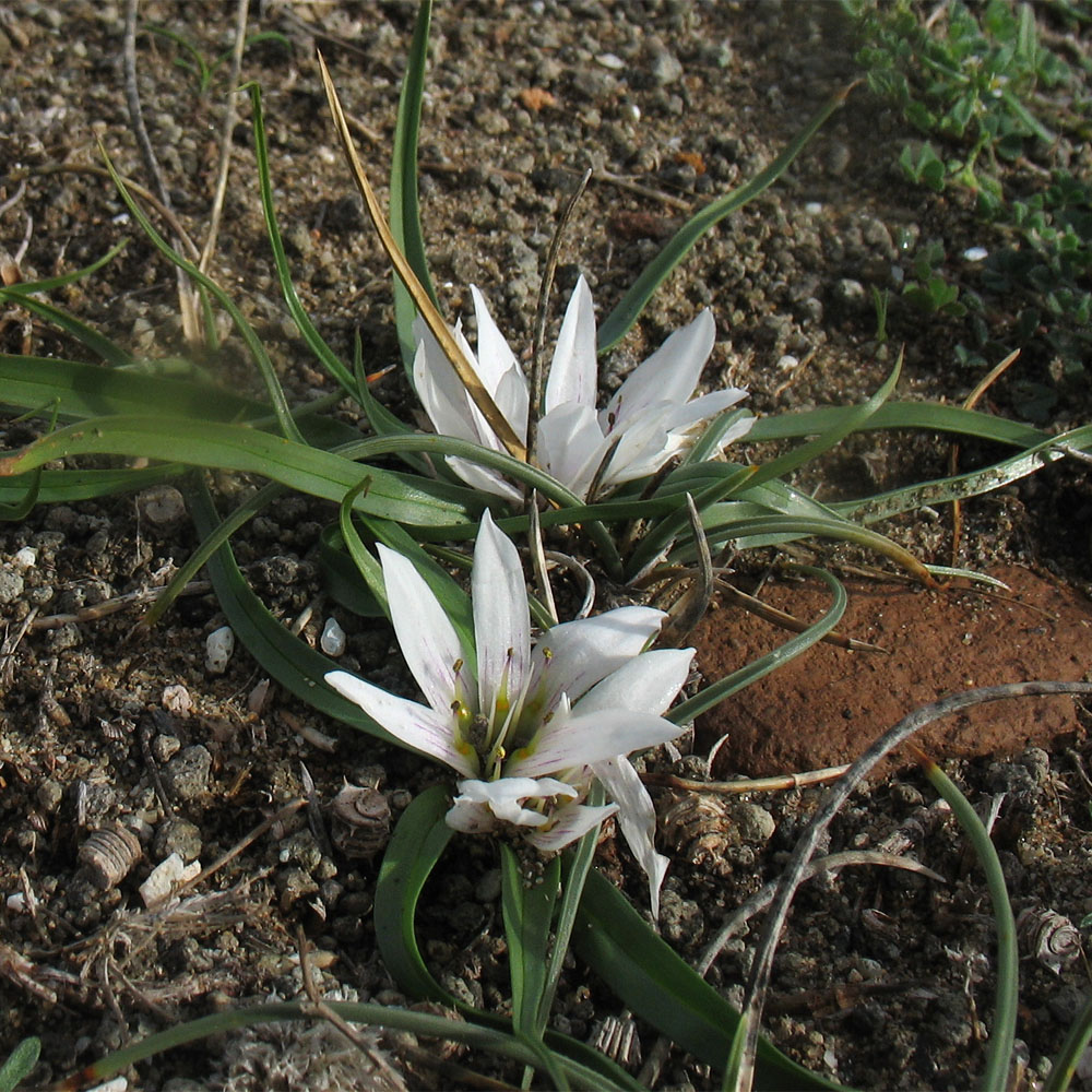 Image of Androcymbium europaeum specimen.