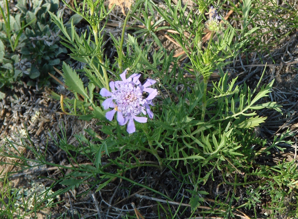 Image of Scabiosa comosa specimen.