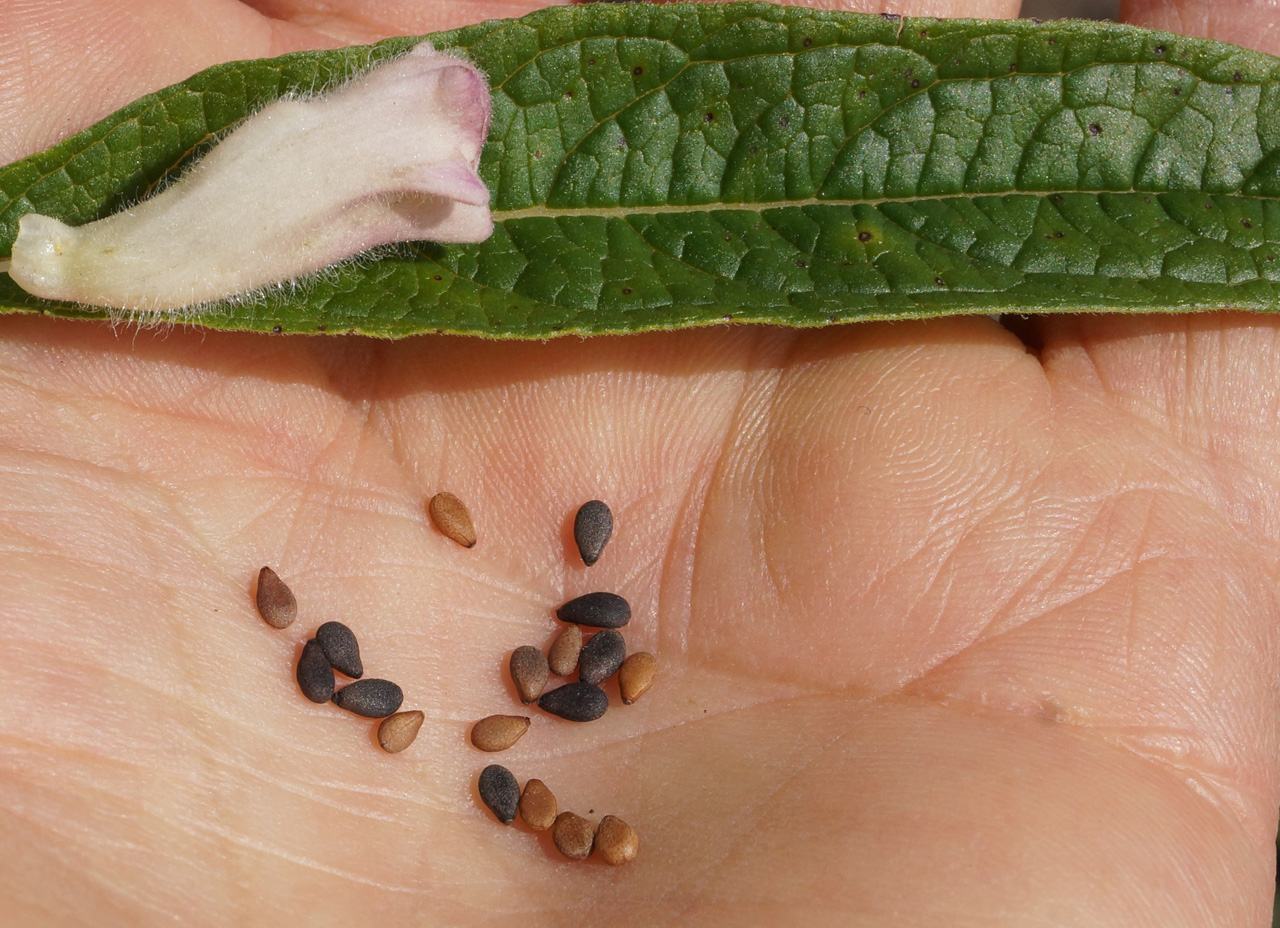 Image of Sesamum indicum specimen.