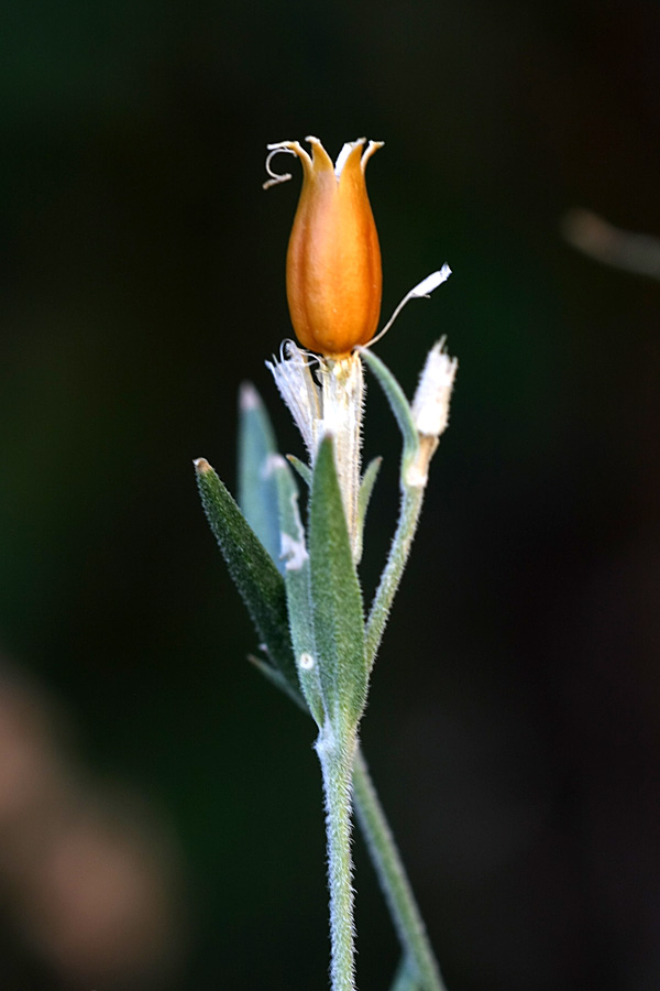 Image of Silene kuschakewiczii specimen.