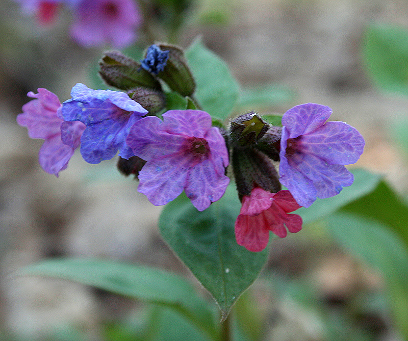 Image of Pulmonaria obscura specimen.