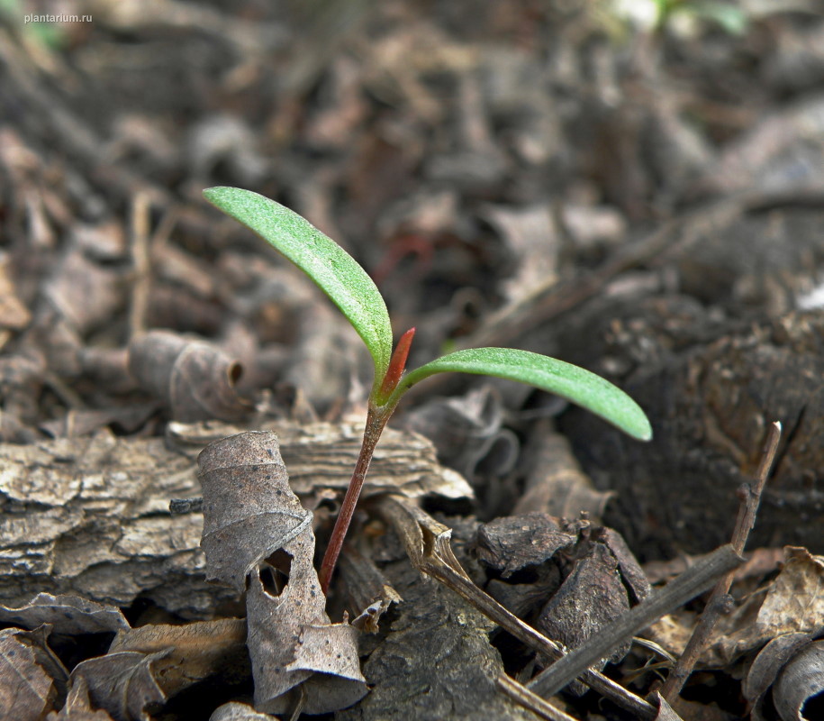 Изображение особи Fallopia convolvulus.