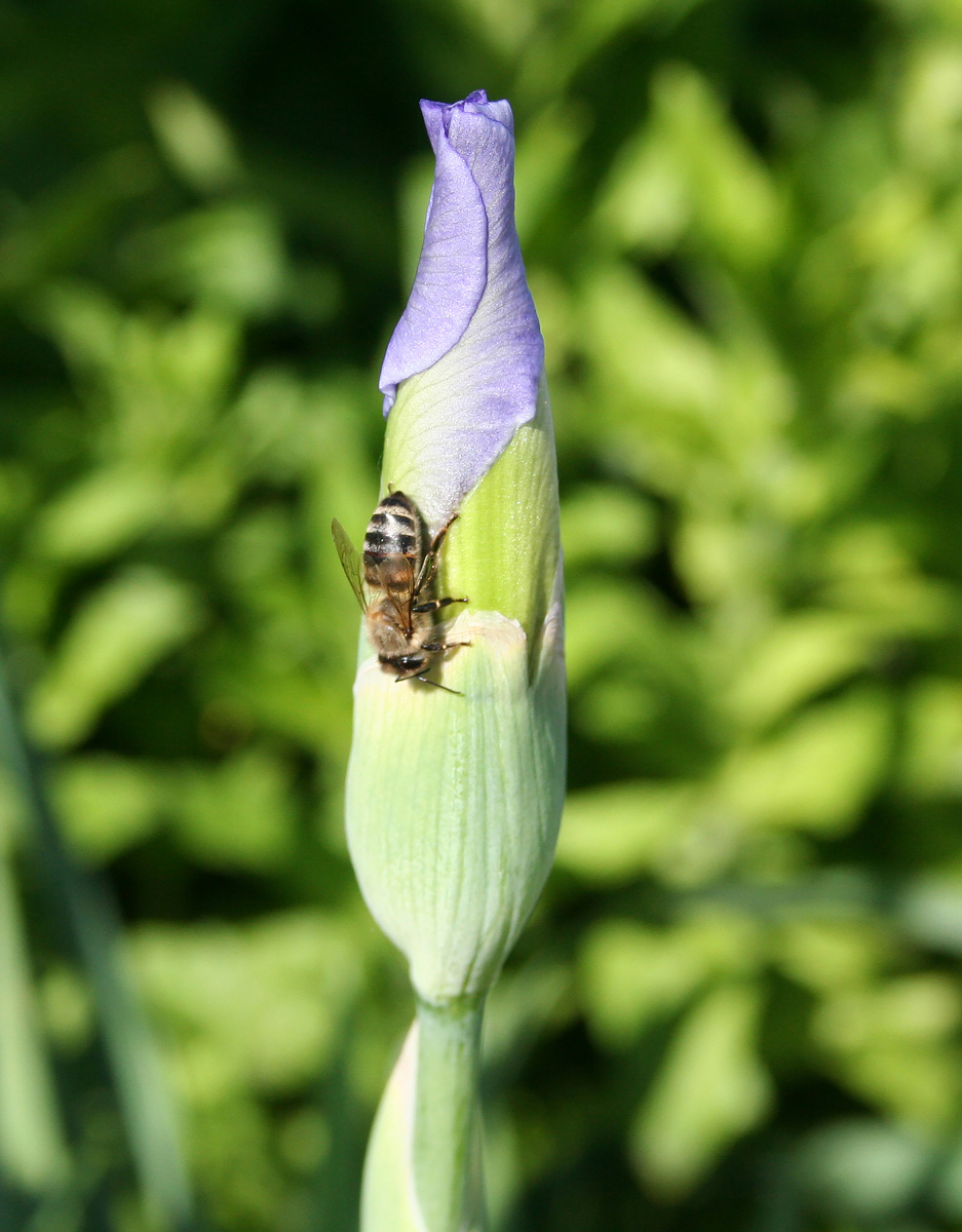 Image of Iris &times; hybrida specimen.