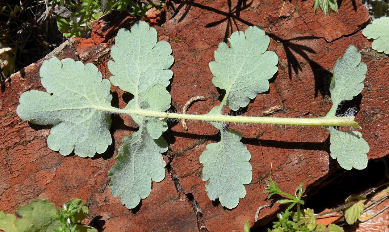 Image of Chelidonium majus specimen.