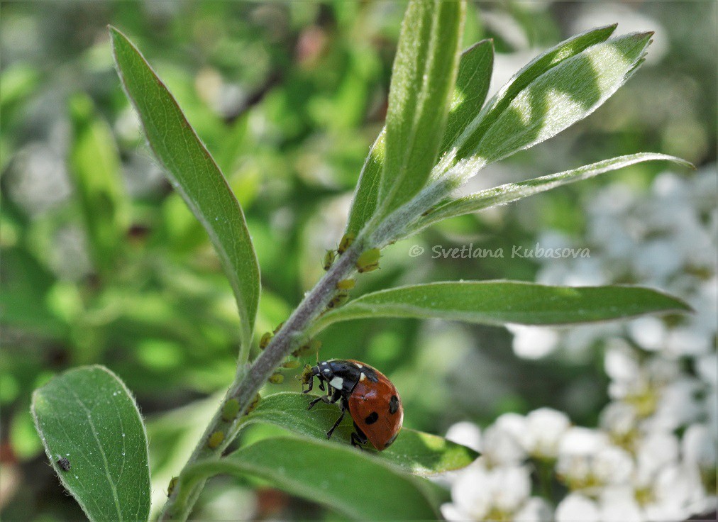 Image of Spiraea grefsheimii specimen.