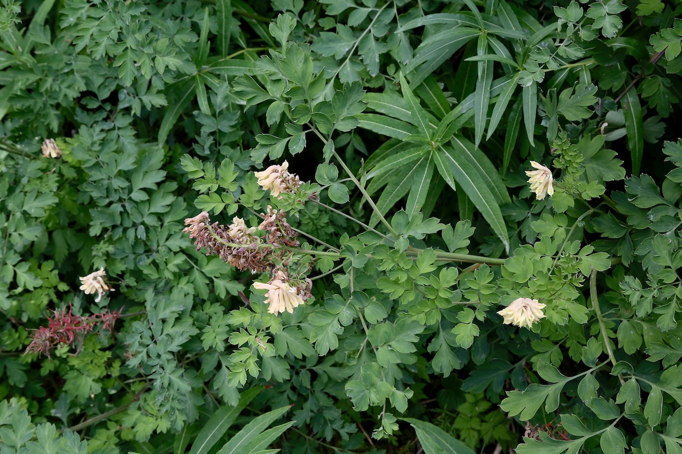 Image of Corydalis semenowii specimen.