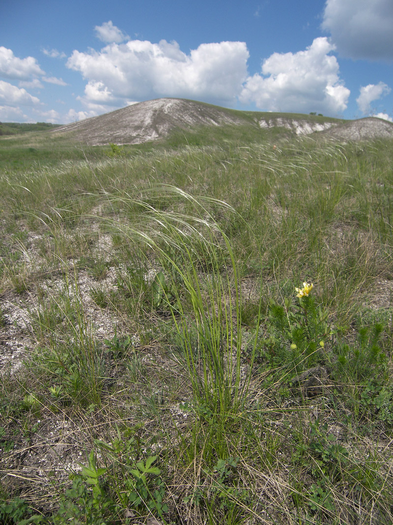 Изображение особи Stipa pennata.