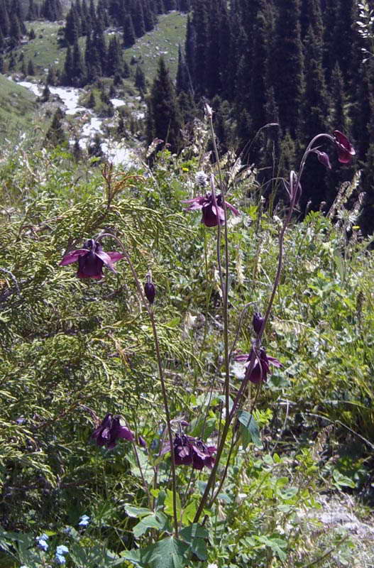 Image of Aquilegia atrovinosa specimen.