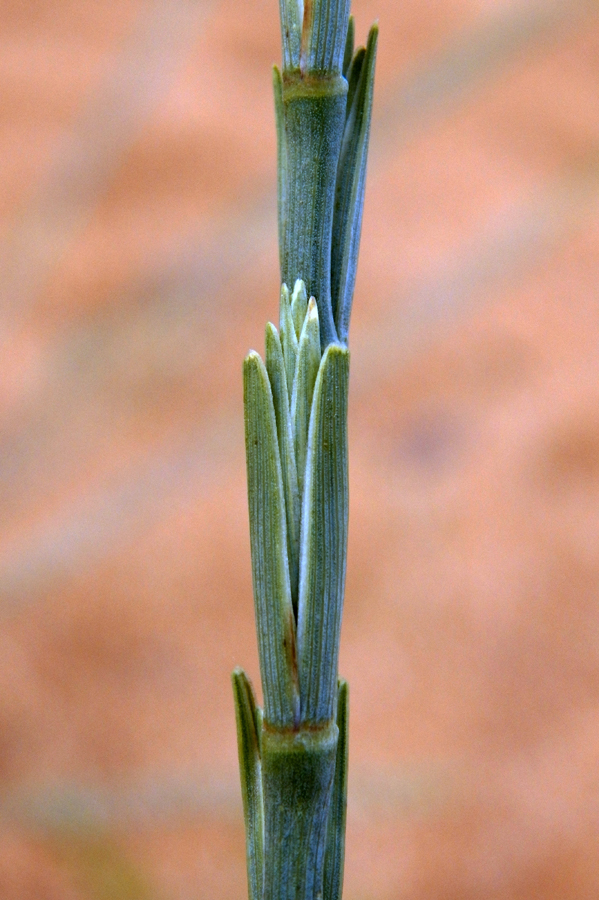 Изображение особи Elytrigia bessarabica.