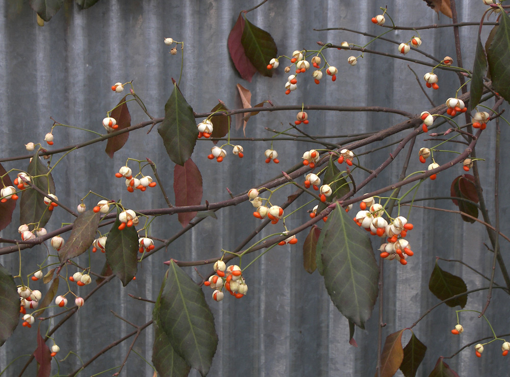 Image of Euonymus fortunei specimen.