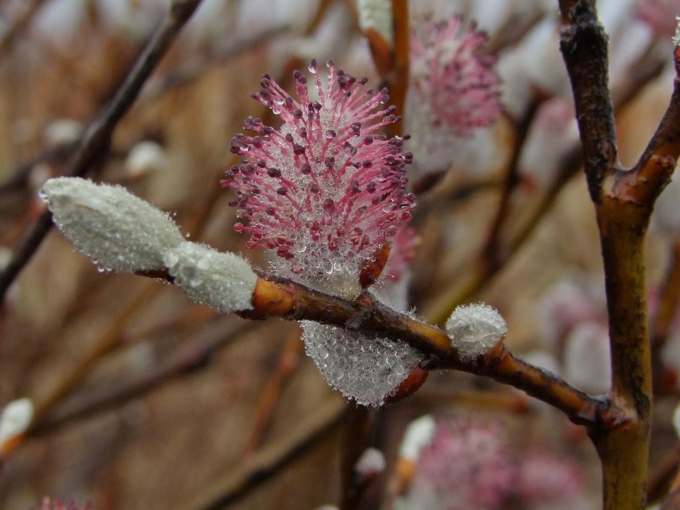 Изображение особи Salix krylovii.