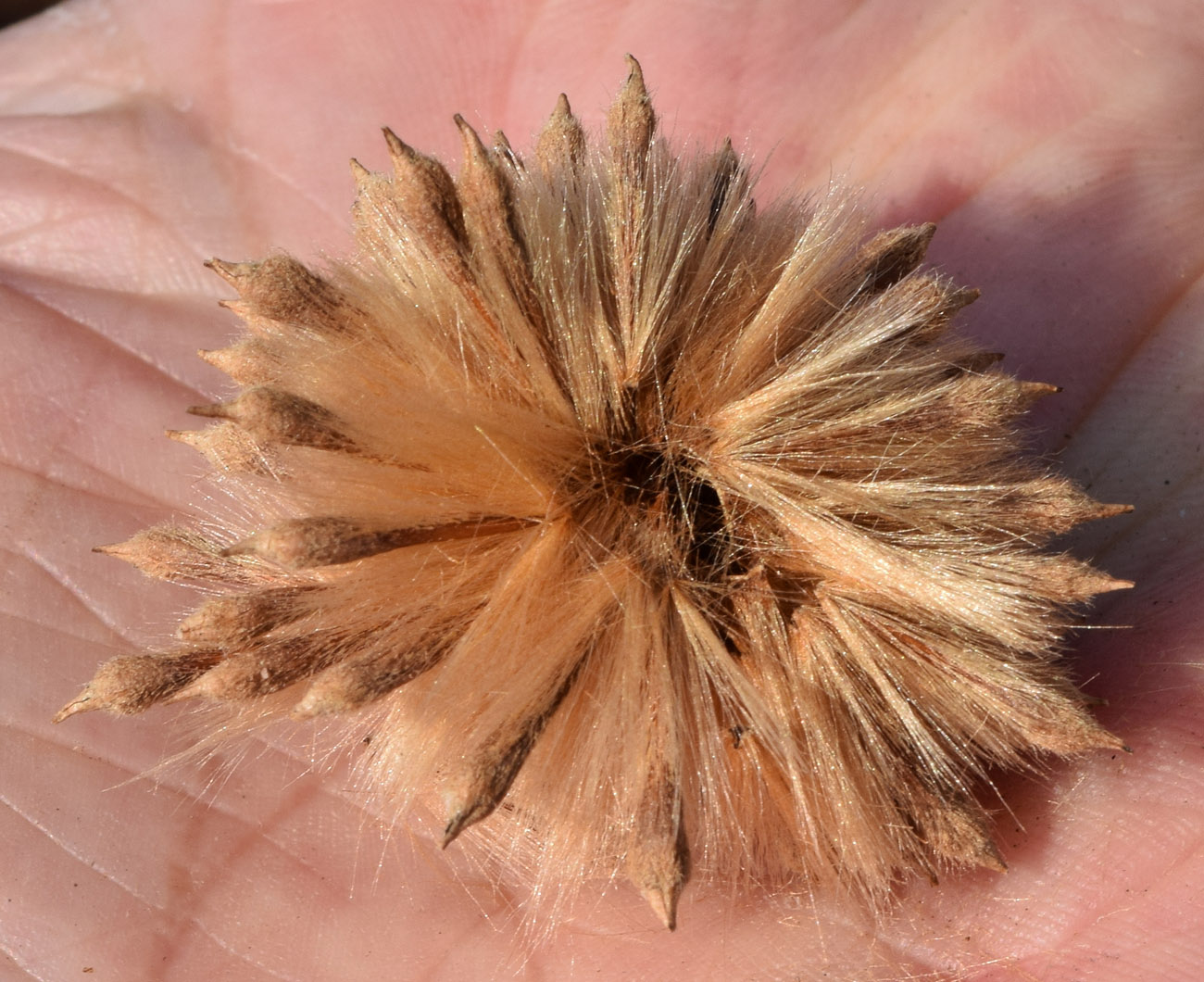 Image of Platanus orientalis specimen.