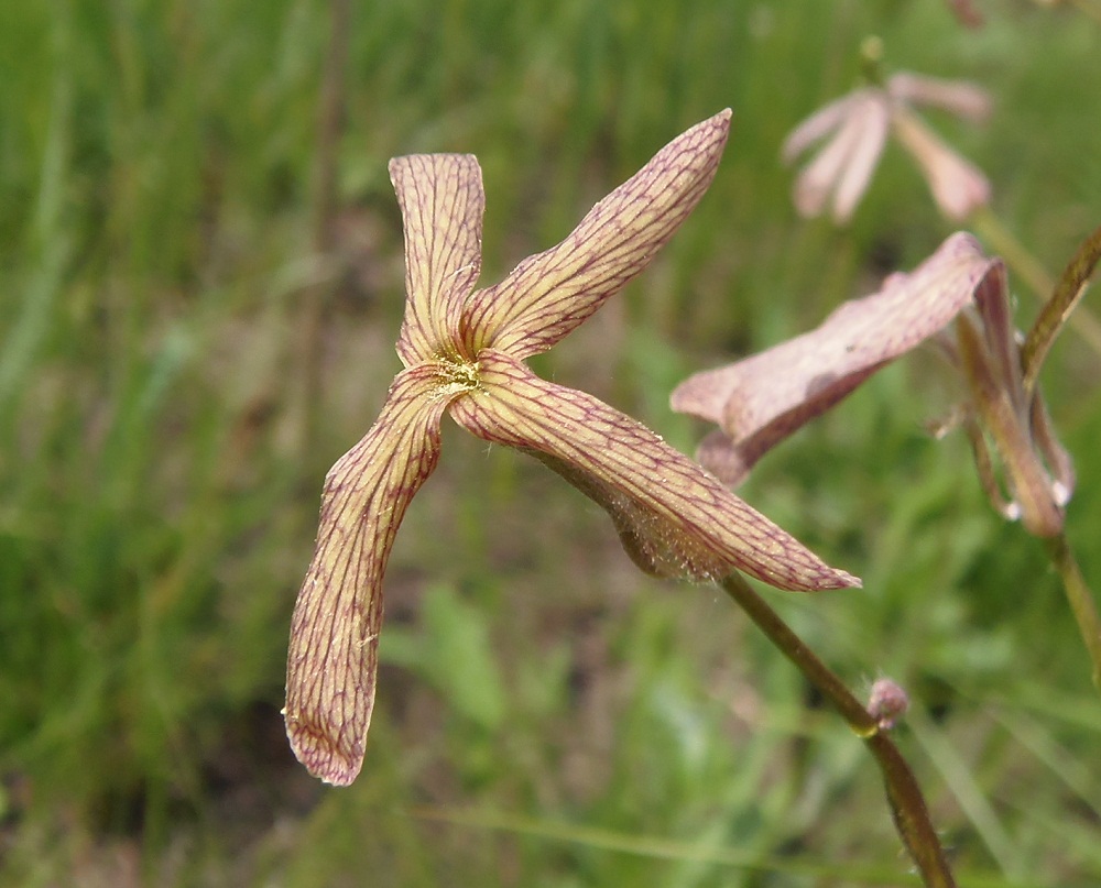 Image of Hesperis tristis specimen.