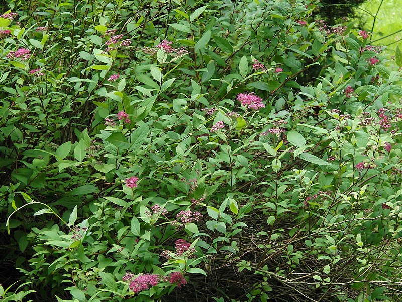 Image of Spiraea japonica specimen.