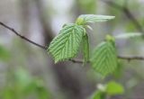 View full-size image Corylus avellana