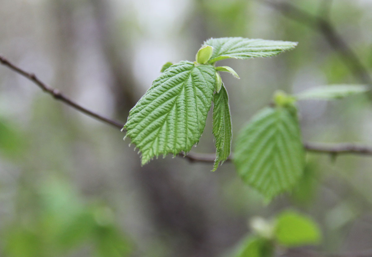 Image of Corylus avellana specimen.